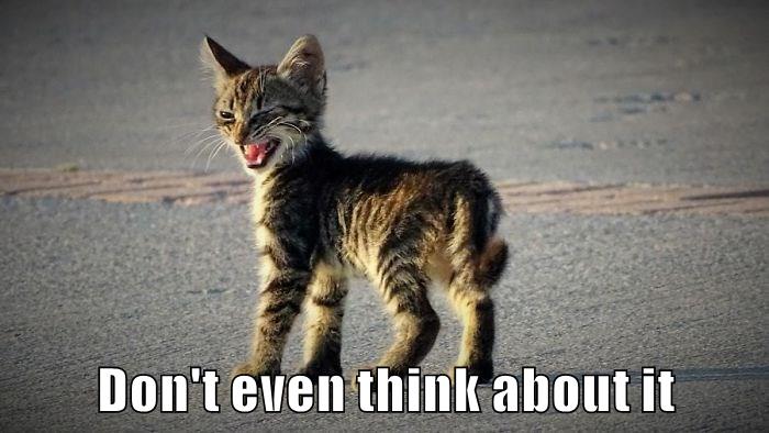 Don't even think about it - Lolcats - lol | cat memes | funny cats | funny  cat pictures with words on them | funny pictures | lol cat memes | lol cats