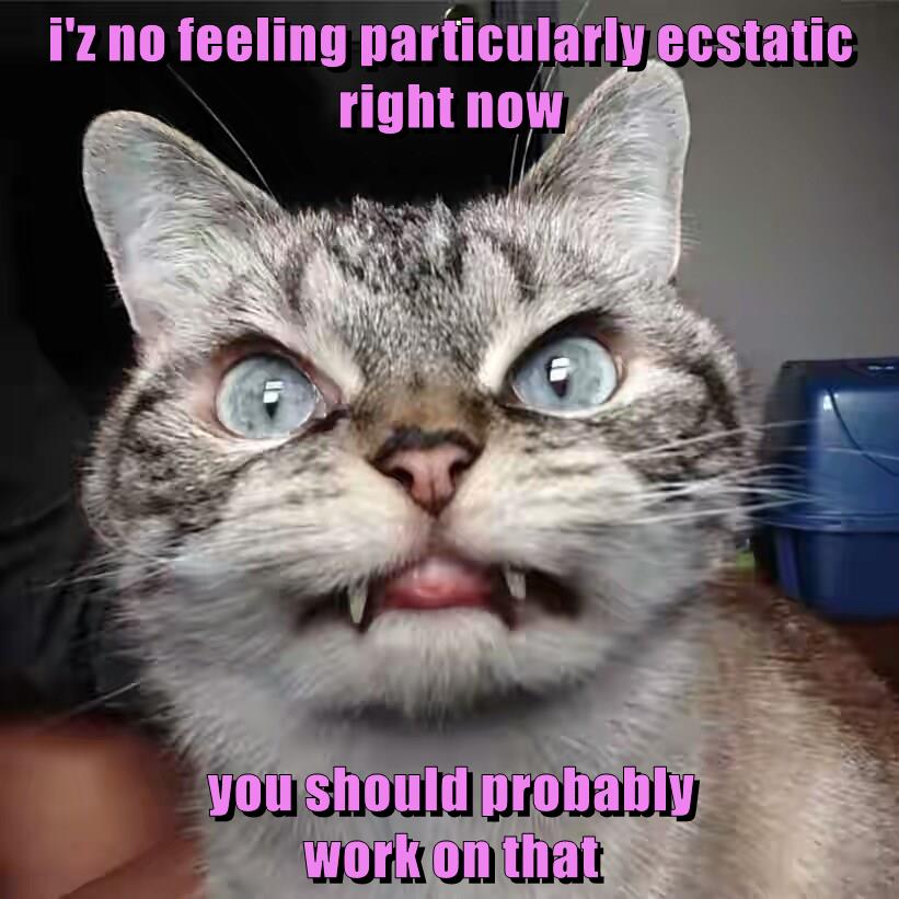 i'z no feeling particularly ecstatic - Lolcats - lol | cat memes ...