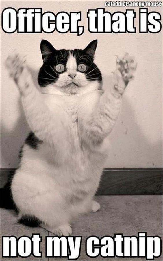 please-officer-i-can-has-cheezburger