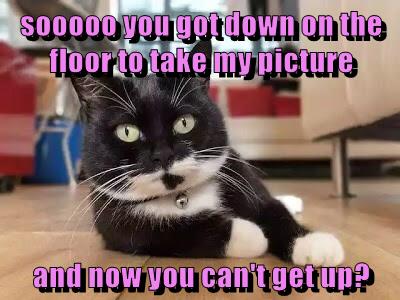 Sooooo.... - Lolcats - lol | cat memes | funny cats | funny cat ...