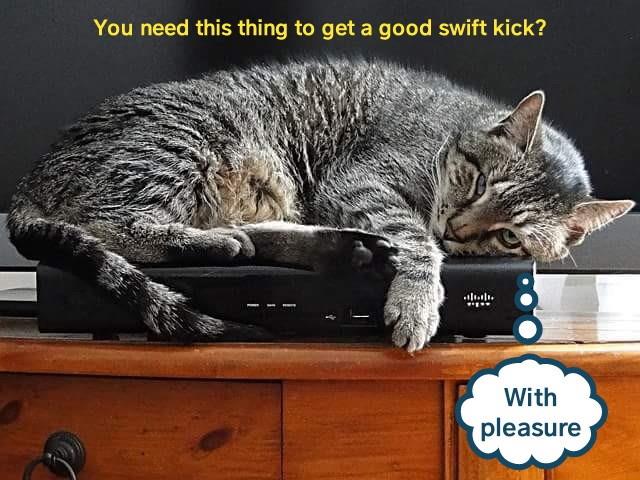 Kitteh stands ready to reboot - Lolcats - lol | cat memes | funny cats ...