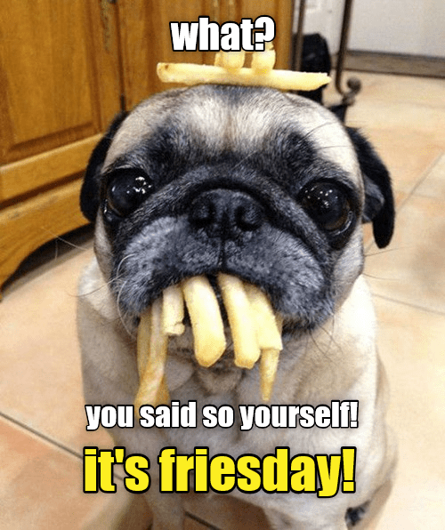 Friesday - I Has A Hotdog - Dog Pictures - Funny pictures of dogs - Dog ...