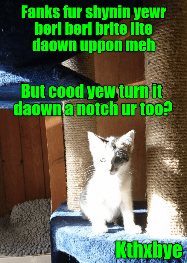 Chester Sends a Message to Ceiling Cat - Lolcats - lol | cat memes ...