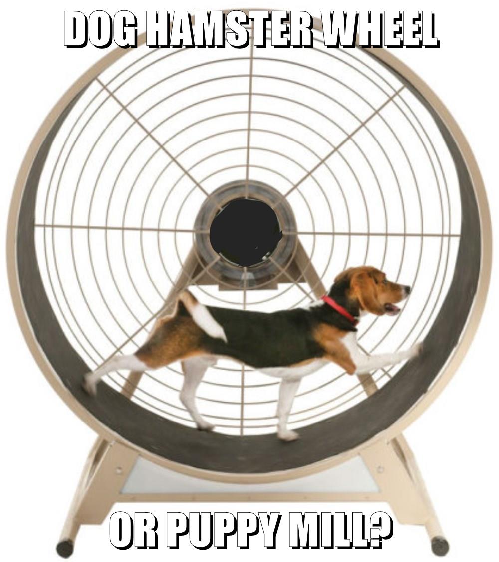 Dog best sale hamster wheel