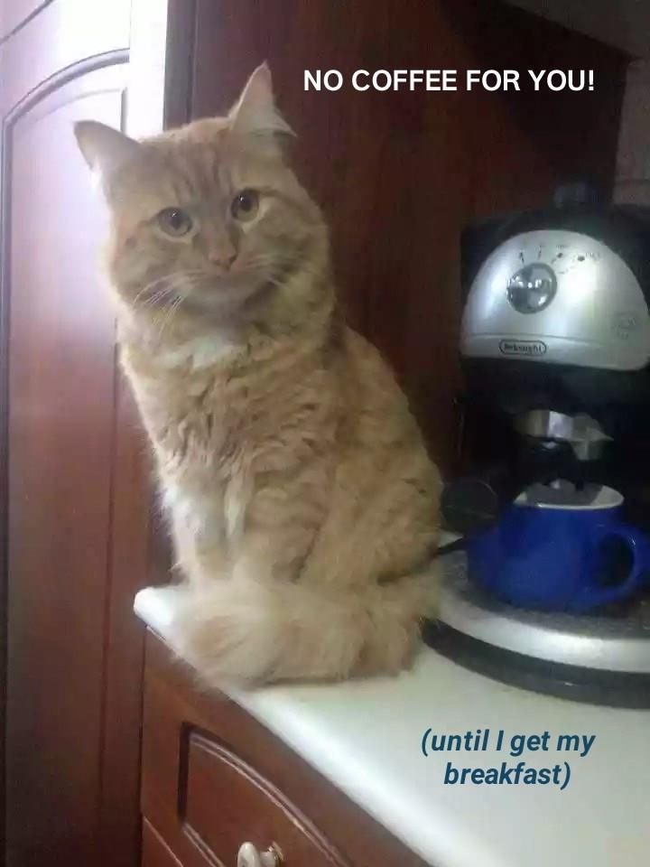The coffee Nazi - Lolcats - lol | cat memes | funny cats | funny cat pictures with