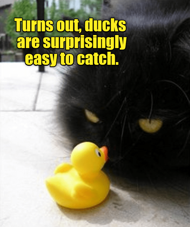 Turns Out Ducks Are Surprisingly Easy To Catch Lolcats Lol Cat Memes Funny Cats Funny
