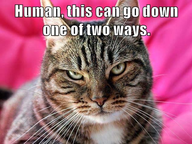 Human, this can go down one of two ways. - Lolcats - lol | cat memes ...