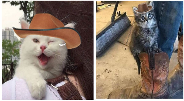 Instagram Page Adds Cowboy Hats To Cat Photos And The Result Is Purr Fect I Can Has Cheezburger