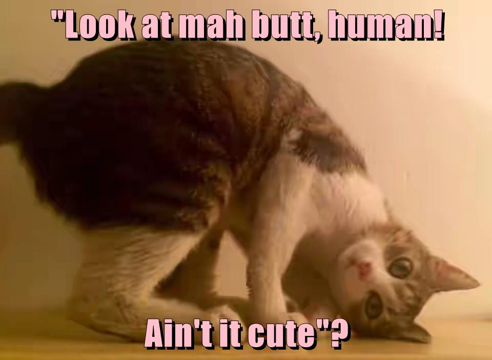 "Look at mah butt, human! Ain't it cute"? - Lolcats - lol | cat memes