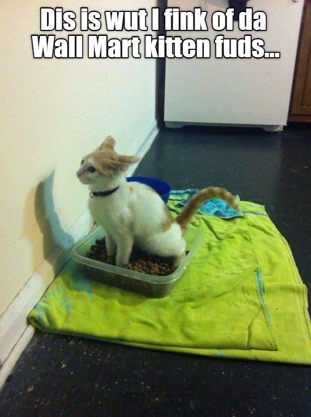 It makes better litter Lolcats lol cat memes funny cats funny