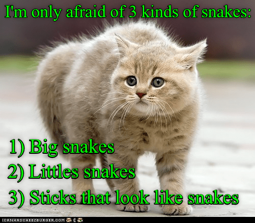 why-does-it-always-have-to-be-snakes-lolcats-lol-cat-memes