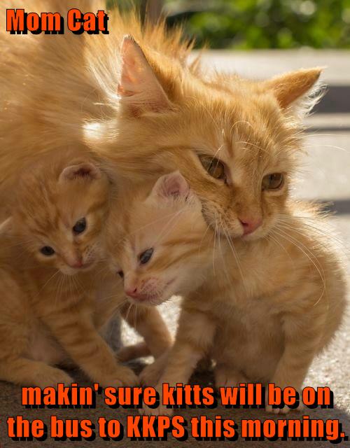 Mom Cat - Lolcats - lol | cat memes | funny cats | funny cat pictures ...