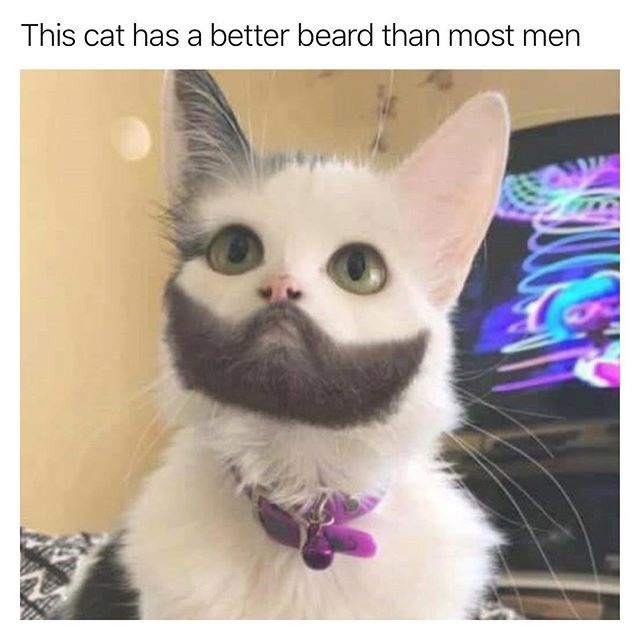 When Your Cat Needs To Shave - I Can Has Cheezburger?