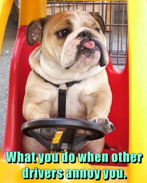 What you do when other drivers annoy you. - I Has A Hotdog - Dog ...