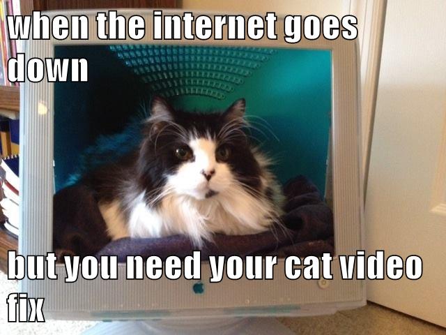 Your cat video fix - Lolcats - lol | cat memes | funny cats | funny cat ...