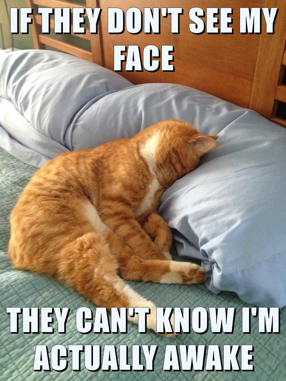 FACEBLOCK - Lolcats - lol | cat memes | funny cats | funny cat pictures