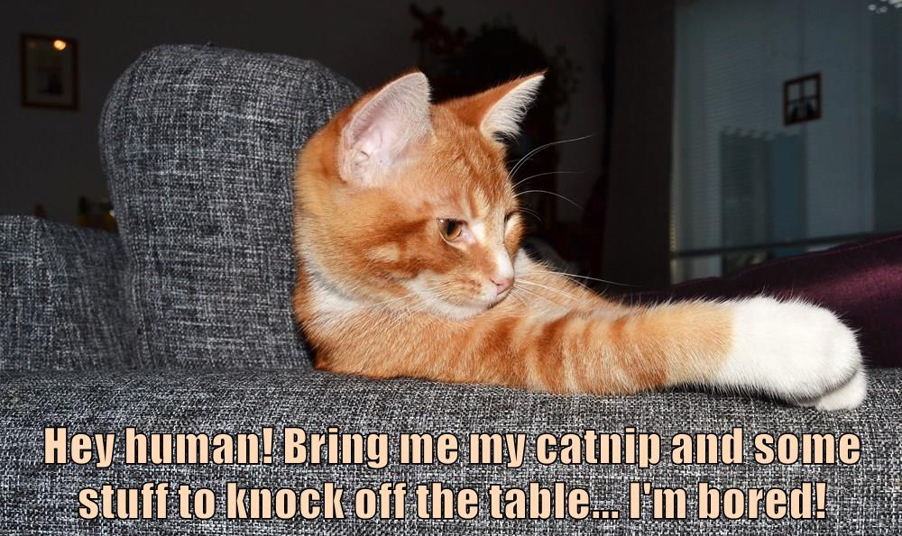 I'm bored! - Lolcats - lol | cat memes | funny cats | funny cat pictures with words on