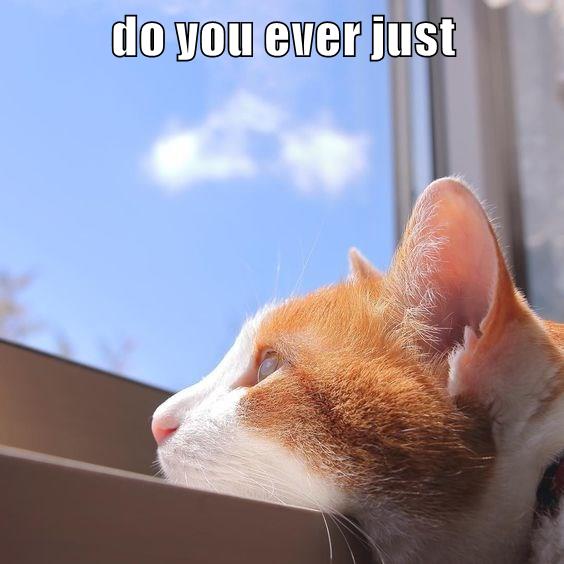 do you ever just - Lolcats - lol | cat memes | funny cats | funny cat ...