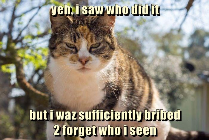 Oops, forgot... - Lolcats - lol | cat memes | funny cats | funny cat ...