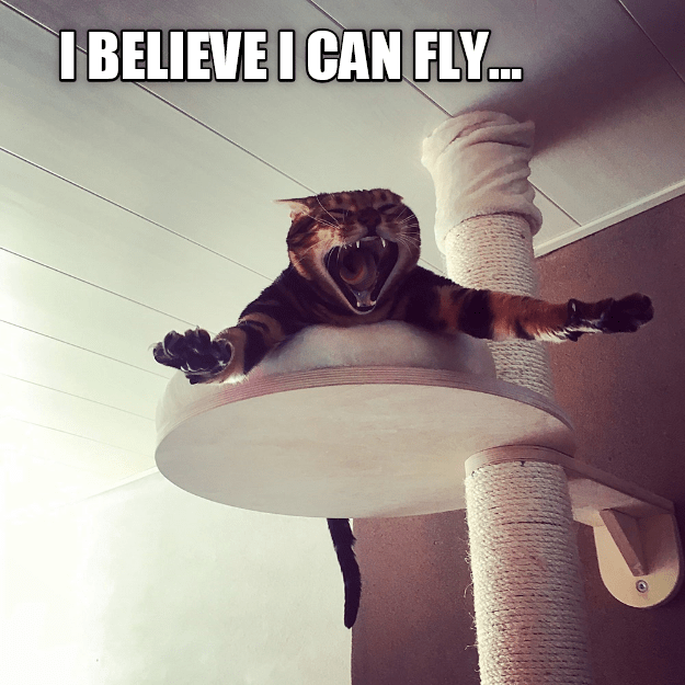 Fly meme. I believe i can Fly. Ай белив Айкен Флай. Ай белив ай Кен Флай Мем. I believe i can Fly Мем коты.