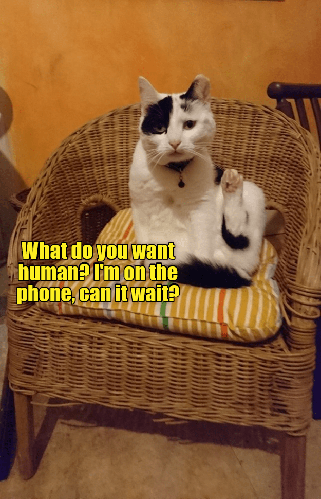 I'm on the phone, cat it wait? - Lolcats - lol | cat memes ...