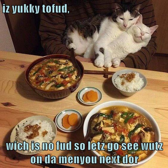 iz yukky tofud - Lolcats - lol | cat memes | funny cats | funny cat ...