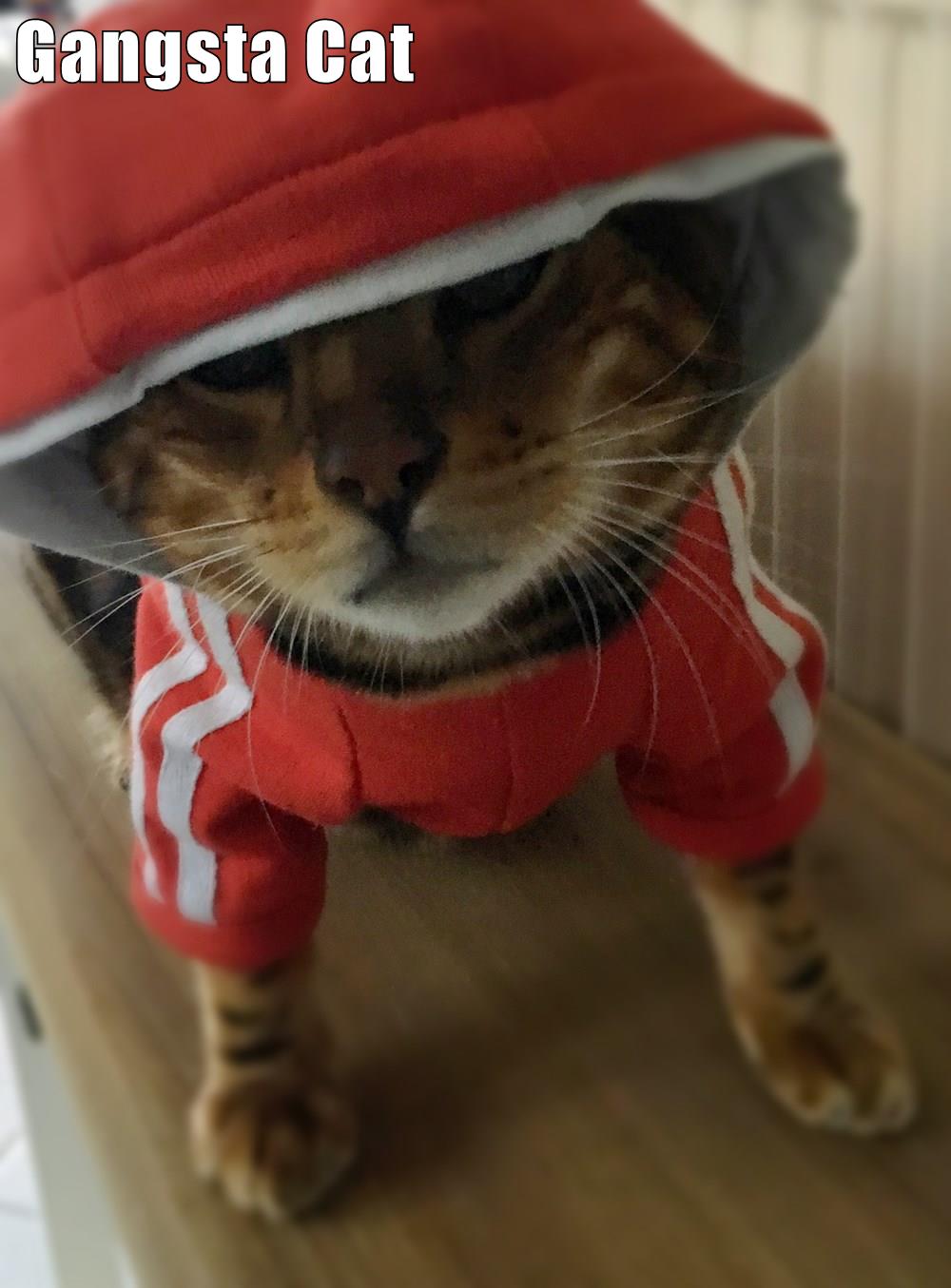 Gangsta Cat Lolcats lol cat memes funny cats funny cat