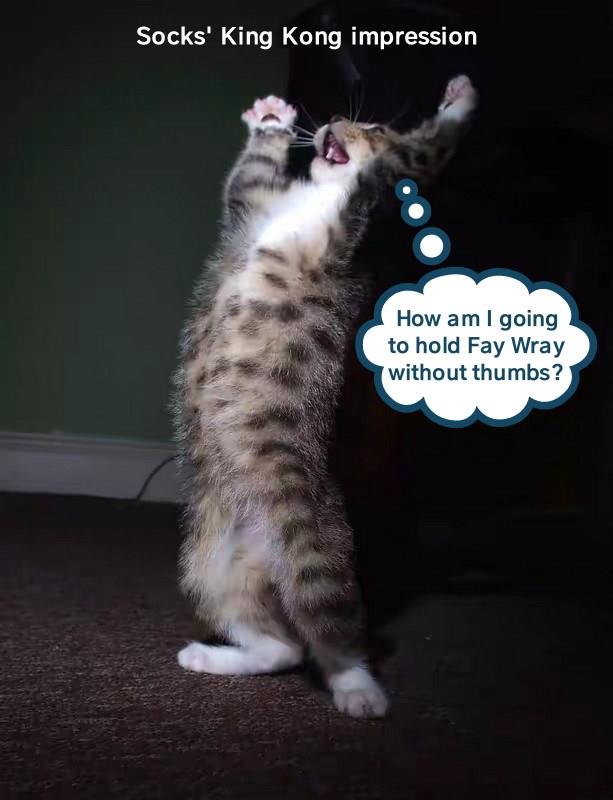 Invisible Chest Beating - Lolcats - Lol 