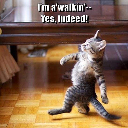 Yes, Sir! - Lolcats - lol | cat memes | funny cats | funny cat pictures ...