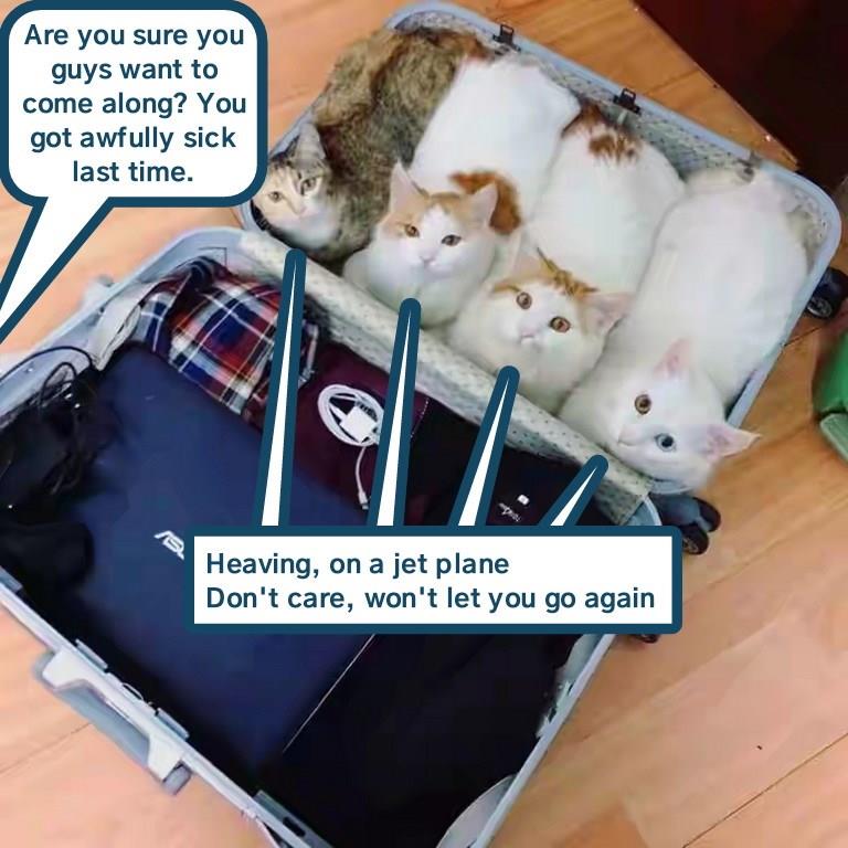 Off to vacation - Lolcats - lol | cat memes | funny cats | funny cat ...