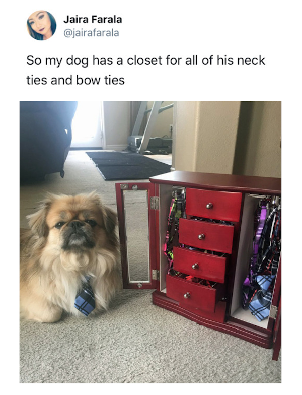 Fashionista Dog I Can Has Cheezburger?