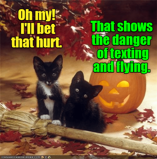 Stop the texts & stop the wrecks - Lolcats - lol | cat memes | funny ...