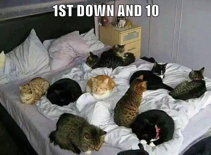 1ST DOWN AND 10 - Lolcats - lol | cat memes | funny cats | funny cat ...