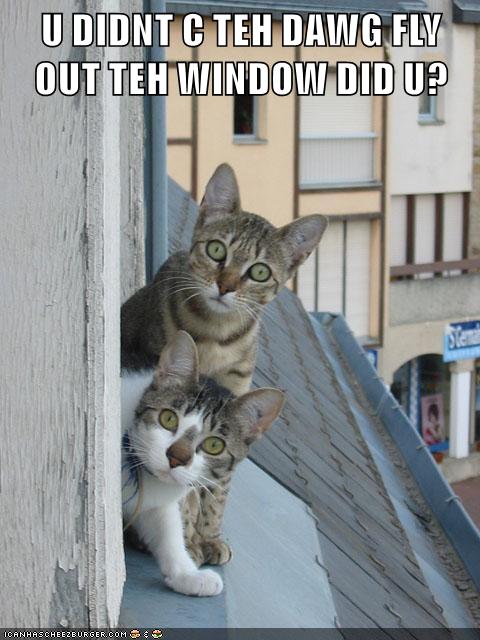 Did You See It? - Lolcats - lol | cat memes | funny cats | funny cat ...