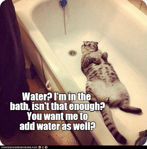 Wet water? - Lolcats - lol | cat memes | funny cats | funny cat ...