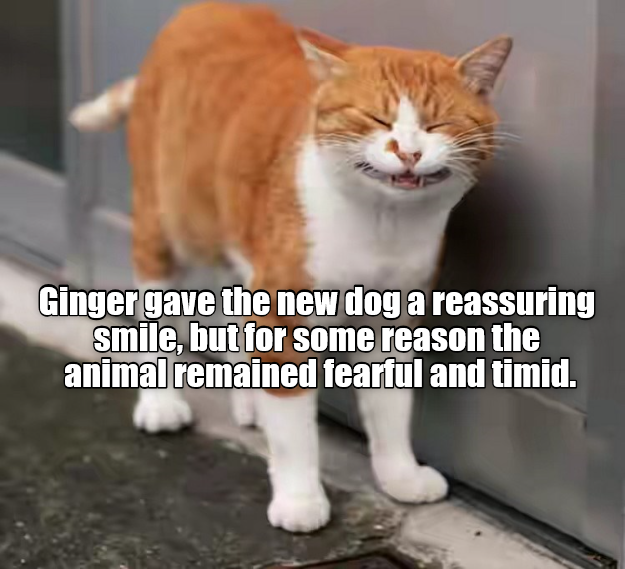 Ginger means well Lolcats lol cat memes funny cats funny cat pictures with words on