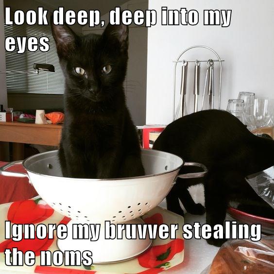 Look deep - Lolcats - lol | cat memes | funny cats | funny cat pictures ...