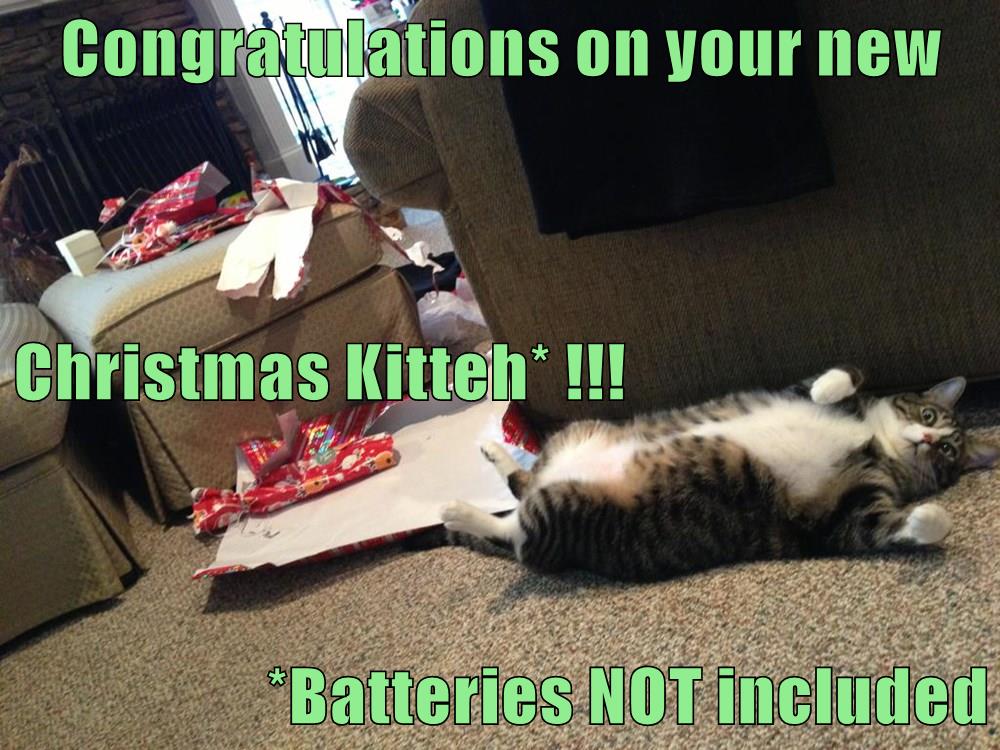 Congratulations on your new Christmas Kitteh - Lolcats - lol | cat ...