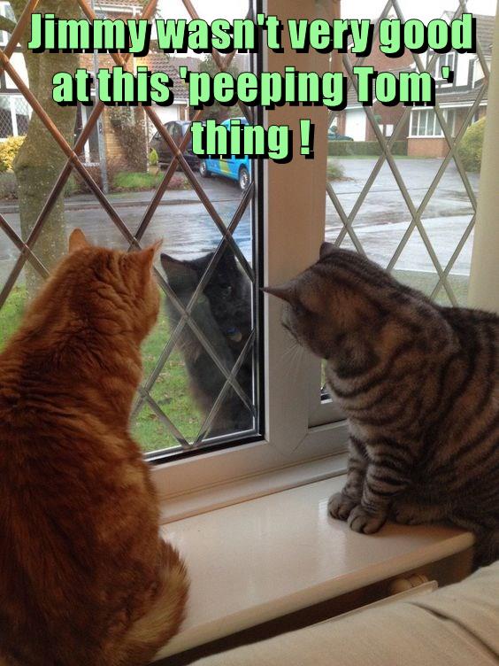 'peeping Tom ' thing ! - Lolcats - lol | cat memes | funny cats | funny