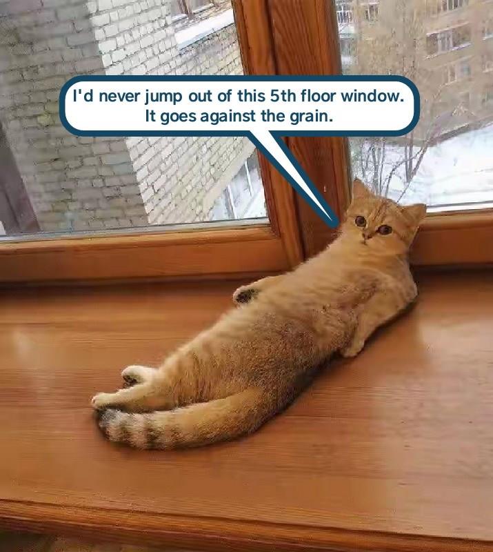 'wood' not do it - Lolcats - lol | cat memes | funny cats | funny cat