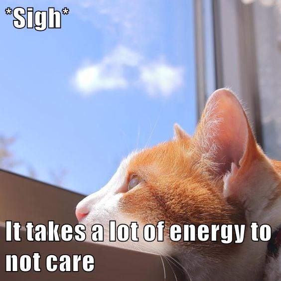 *Sigh* It takes a lot of energy to not care Lolcats lol cat memes