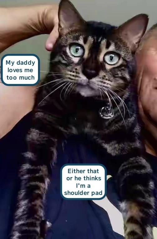 My daddy loves me too much - Lolcats - lol | cat memes | funny cats ...