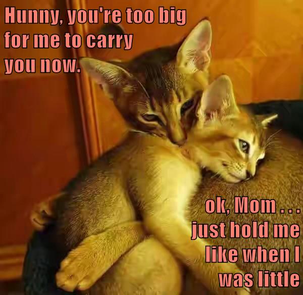 Too big - Lolcats - lol | cat memes | funny cats | funny cat pictures