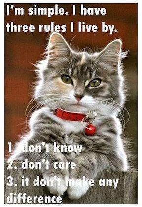 Don't care if you don't like it either - Lolcats - lol | cat memes ...