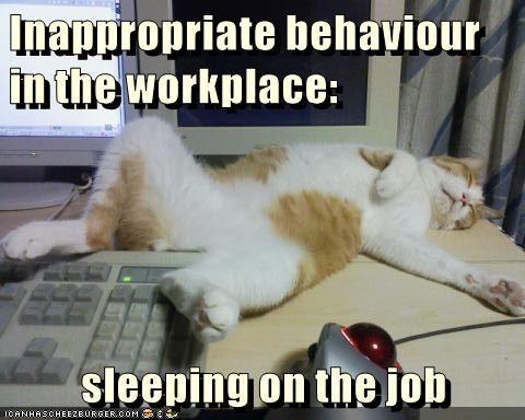 Sleeping on the job - Lolcats - lol | cat memes | funny cats | funny ...