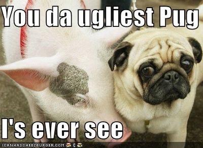 ugliest pug ever