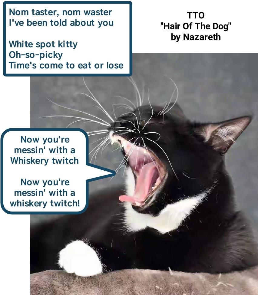 "Finicky Cat" Lolcats lol cat memes funny cats funny cat