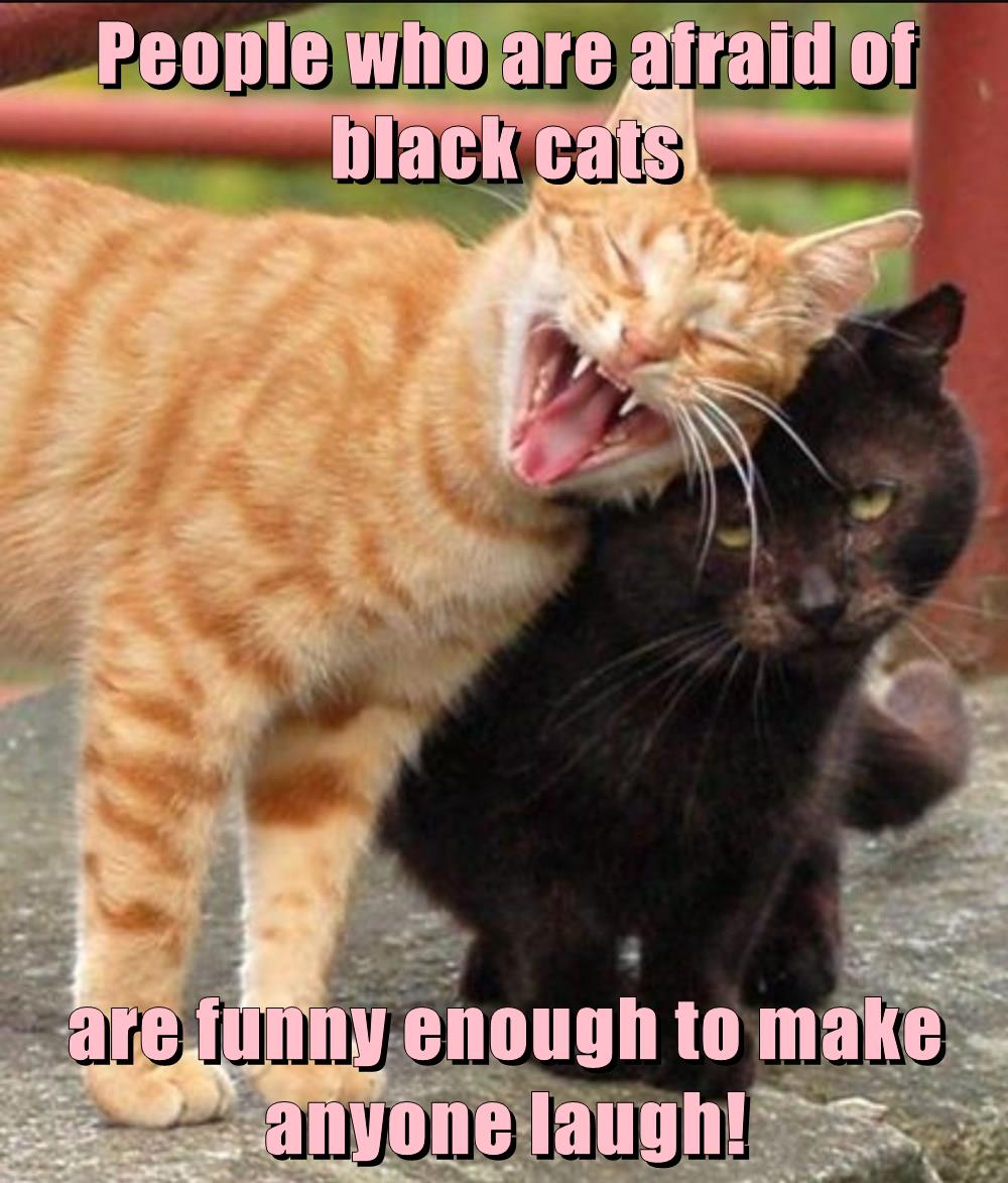 People who are afraid of black cats are funny - Lolcats - lol | cat