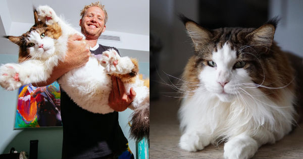 Meet Samson AKA Catstradamus, the Largest Cat in New York City - I Can ...