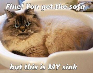 And no leekee glass parties under it - Lolcats - lol | cat memes ...